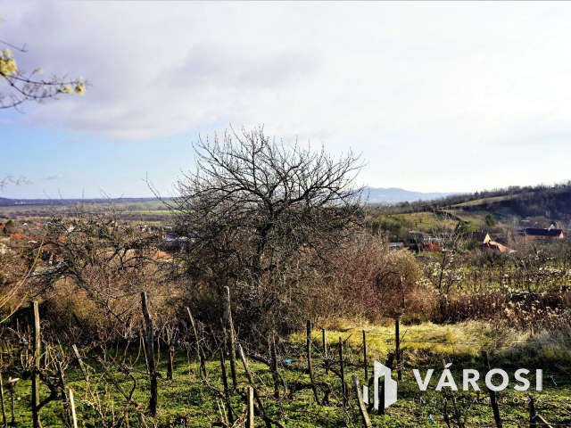 Nyúli, panorámás telek, szőlővel eladó!