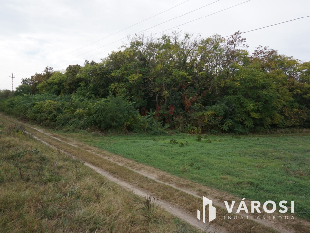 Szigetszentmártonban 11.000 nm-es erdő!