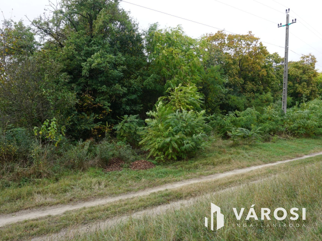 Szigetszentmártonban 11.000 nm-es erdő!