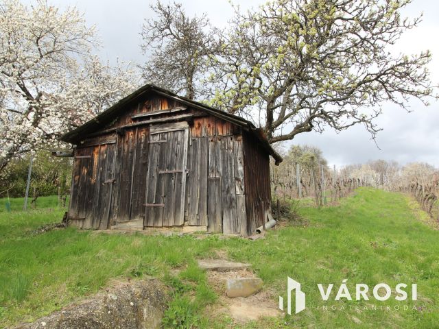 Borkedvelők kőszegi panorámás szőlőse, gyümölcsöse