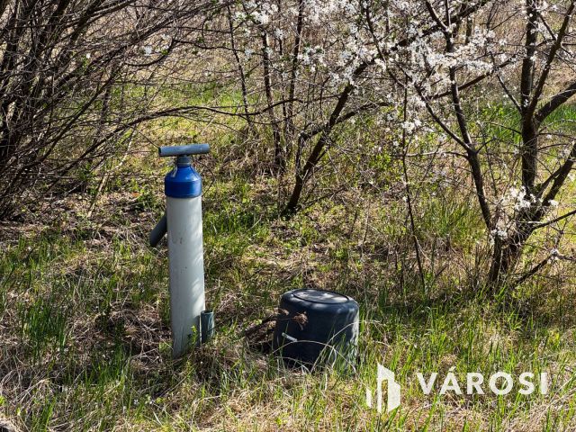 Tágas zártkert termő gyümölcsfákkal a Körös mellett